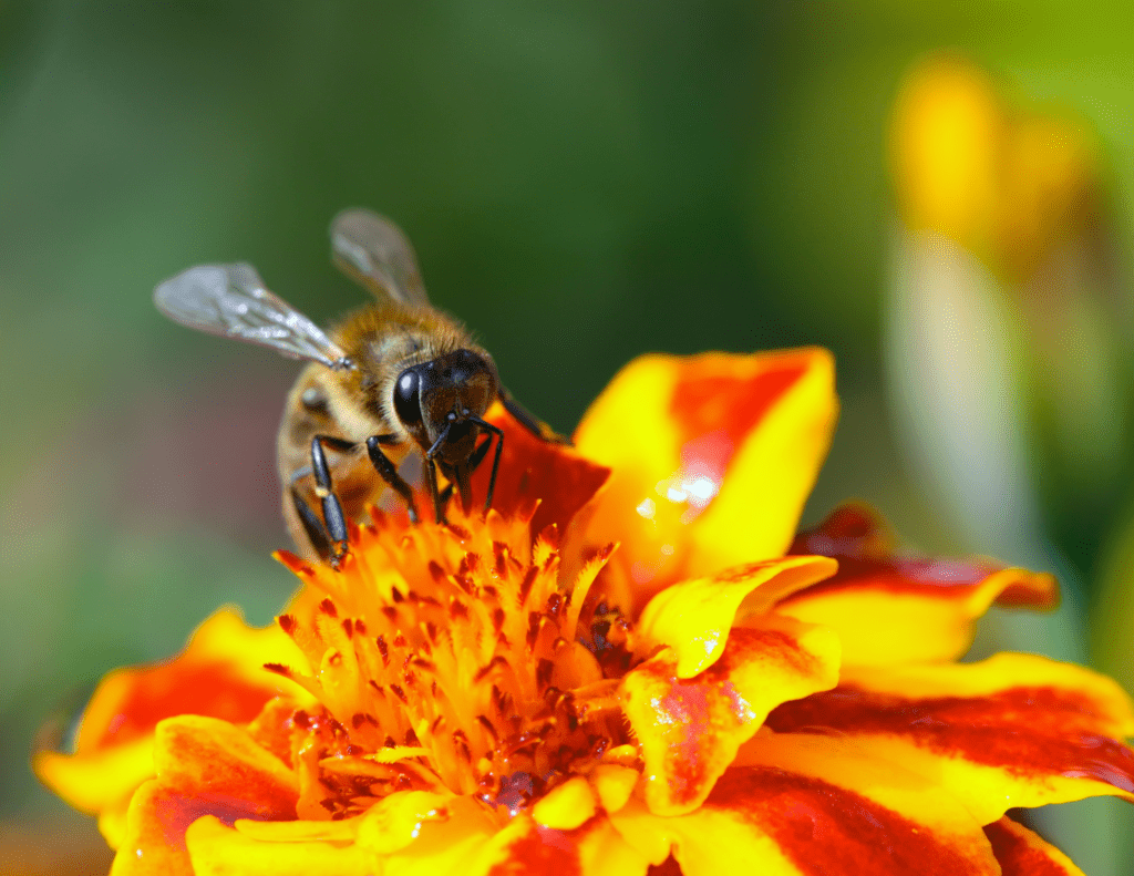 Groenbemesting_boomkwekerij_natuurlijk